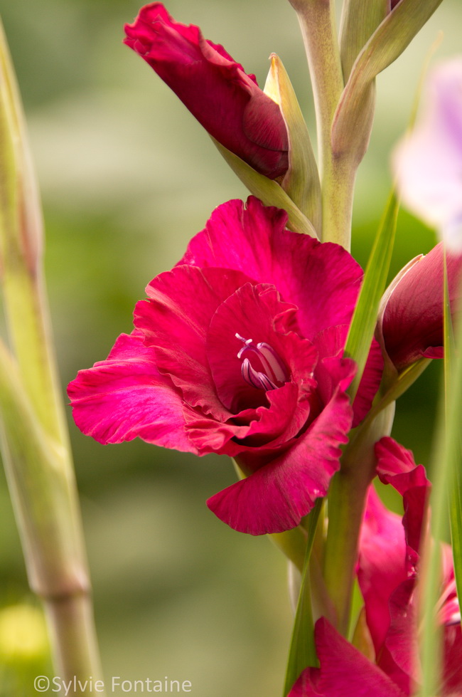fleur de glaieul fleur de glaieul