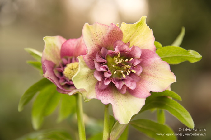 Helleborus orientalis Anemone Helleborus orientalis Anemone