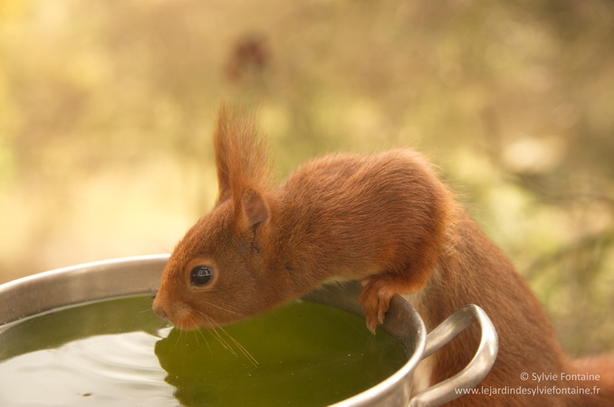 Filou,un des écureuils du jardin se désaltère