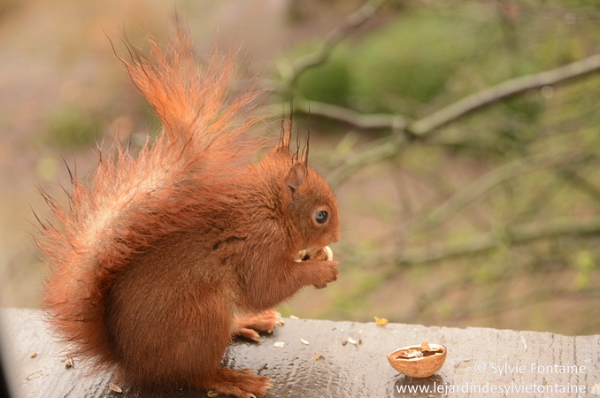 Filou, un des écureuils du jardin entrain de déjeuner des noix