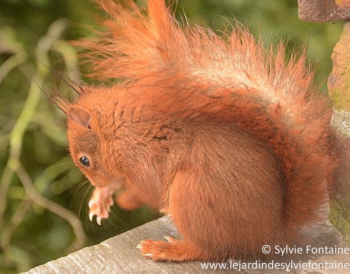 filou , l'écureuil nettoie ses petites pattes aprés avoir dégusté des noix