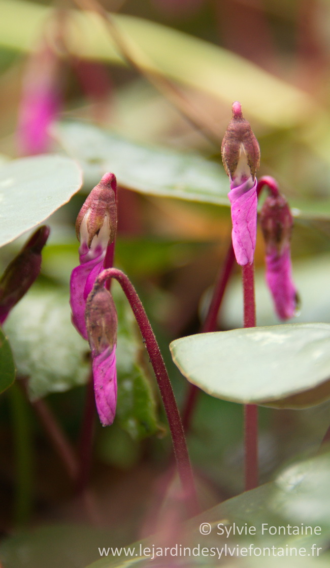 les boutons floraux du cyclamen coum sont d'une grande élégance