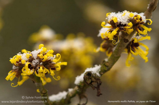 les arbustes à floraison hivernale sont de merveilleux compagnons pour sublimer la beauté des hellébores-extrait du livre numérique de sylvie fontaine