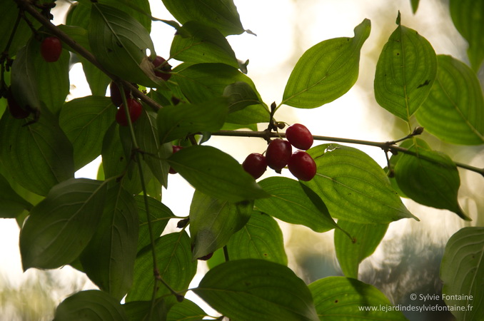 le cornus mas et ses fruits acidulés le cornus mas et ses fruits acidulés