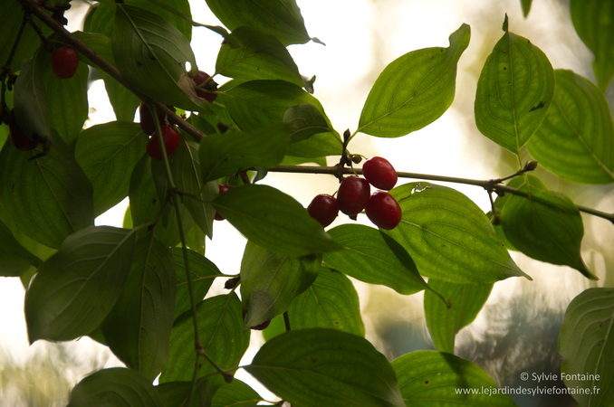  le cornus mas et ses fruits acidulés