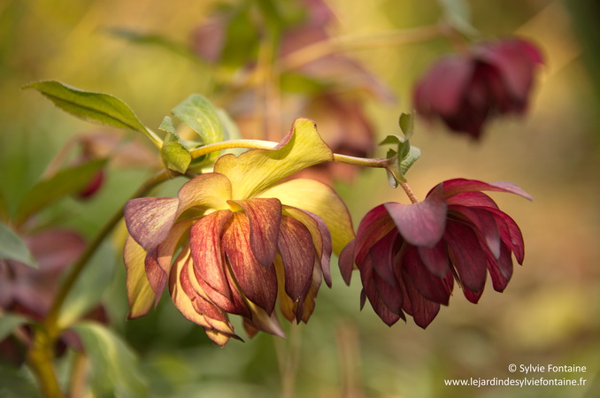 hellebore orientale double en fleurs pendant des mois durant