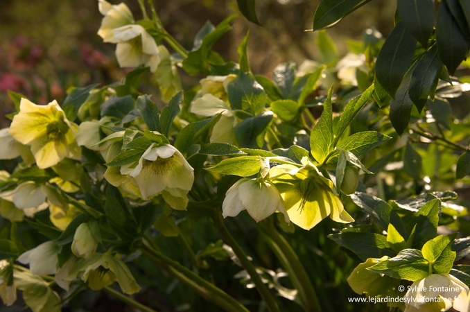 helleborus orientalis blanche -dans le sous bois en avril