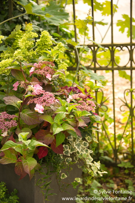 Composition d'hydrangeas ou hortensias - jardin de sylvie fontaine- maroilles