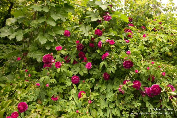 Le rosier Charles de Mills( ou Bizarre triomphant), taquine l'exochorda The bride, le Parrotia persica et même l'humulus, le gentil nom du terrible houblon
