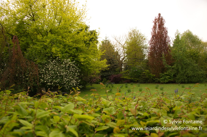 le printemps du jardin de sylvie fontaine- maroilles-nord- 