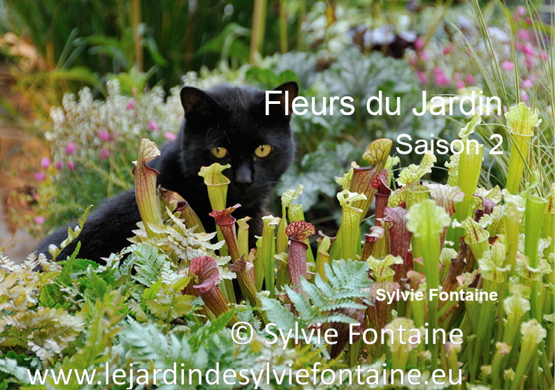 couverture-saison2-fleurs du jardin-les créaations-sylvie fontaine