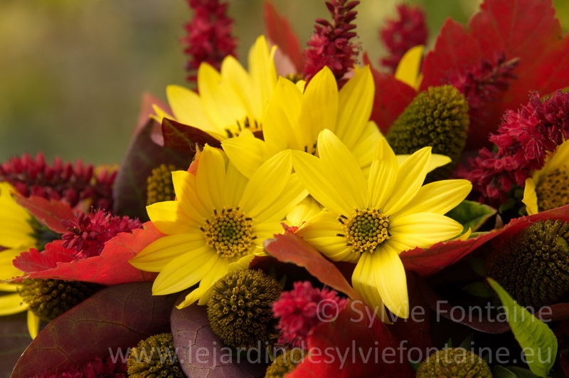 bouquet d'automne , bouquet du jardin ,persicaires et helianthus 