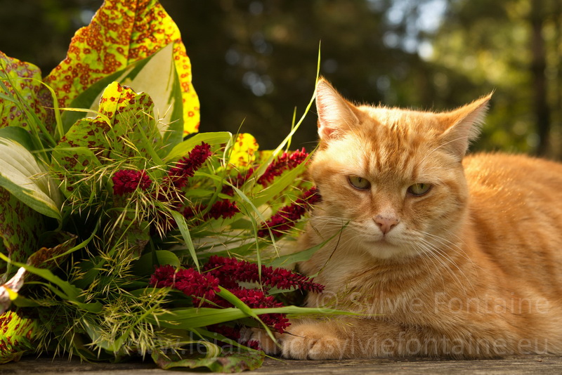 quand les chats adorent les bouquets