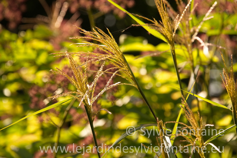 miscanthus et lumiére d'automne 