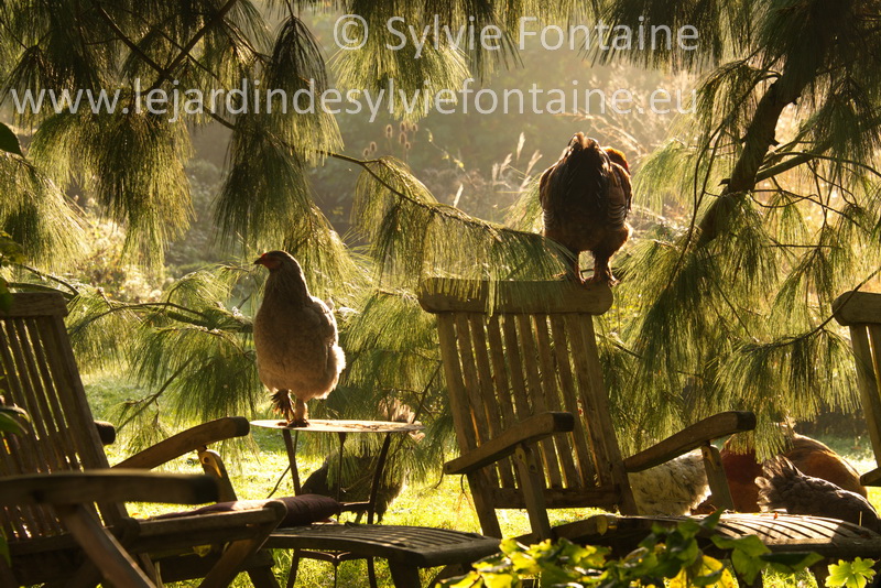 scène de jardin ou la vie des poules en liberté au jardin de sylvie fontaine