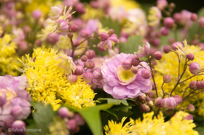 Thalictrum et geranium vivaces au jardin de sylvie fontaine