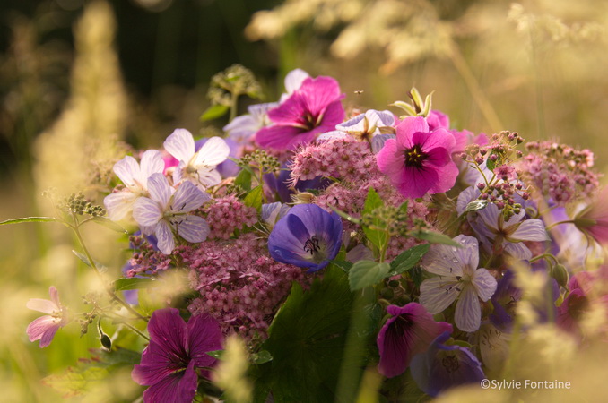 Fleurs vivaces d'été au jardin de sylvie fontaine