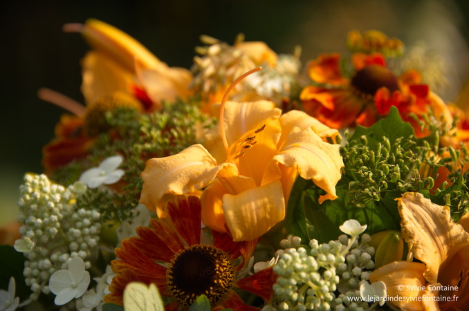 hemerocalles, heleniums -jardin de sylvie fontaine 