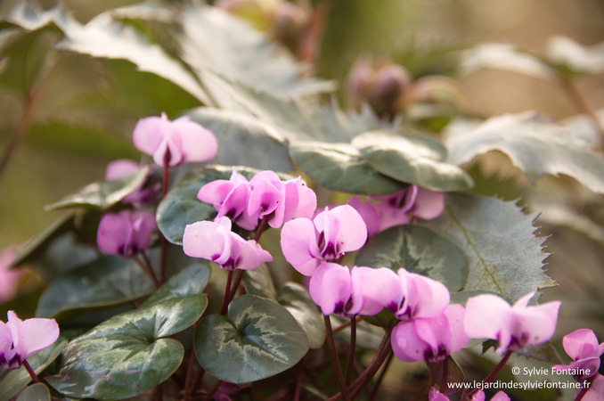 cyclamen vivace et non gélif au jardin de sylvie fontaine