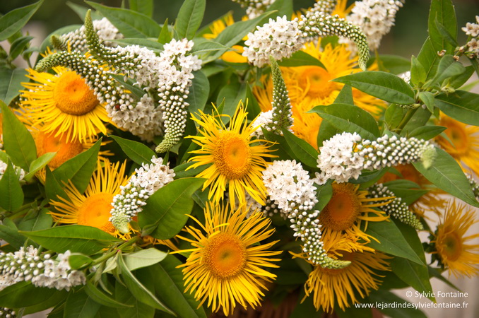 inula et lysimaque -jardin de sylvie fontaine