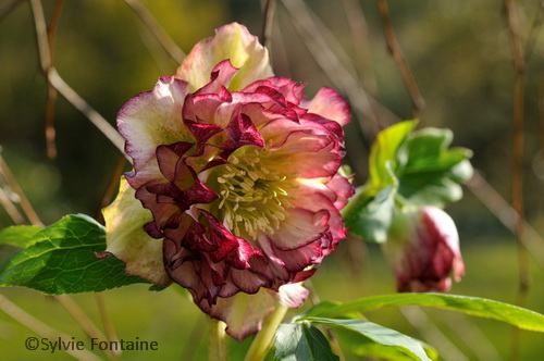 hellebore orientale au jardin de sylvie fontaine