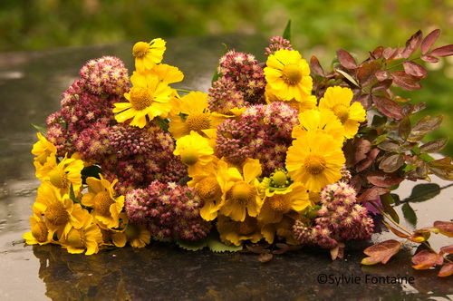 helenium-kanaria-sedum-strawberry-and-cream