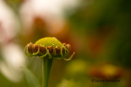 helenium-en-bouton-jardin-sylvie-fontaine-maroilles