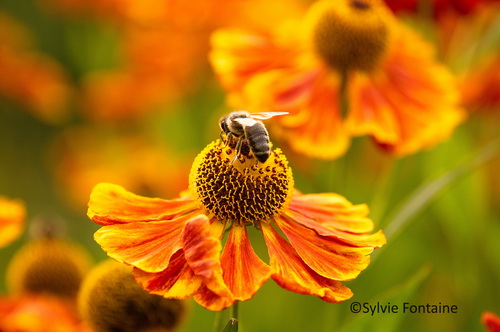 abeille-butinant-sur-helenium