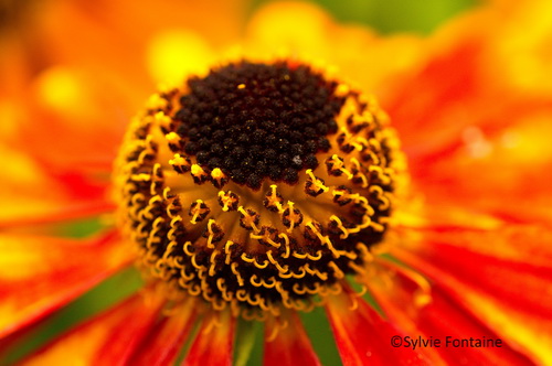 capitule-helenium-jardin-sylvie-fontaine-nord