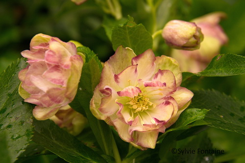 helleborus-orientalis-double-jardin-sylvie-fontaine