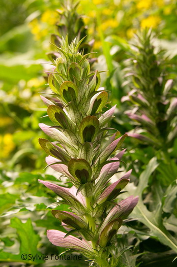 acanthus-spinosus