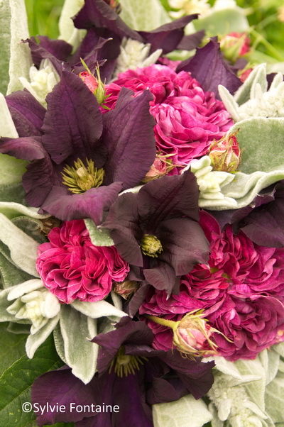 bouquet-clematite-rose-charles-de-mills-stachys