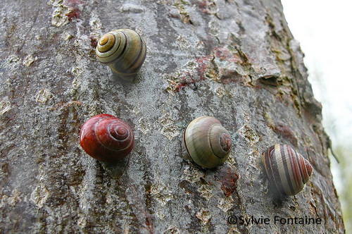 course-escargots