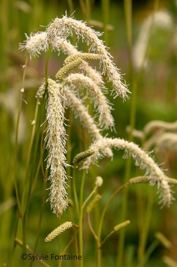 sanguisorba-tenuifolia-alba