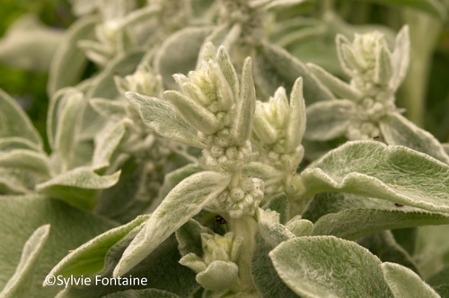 stachys-byzantina