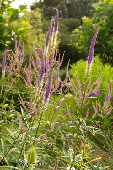 veronica-virginica-lavendelturm