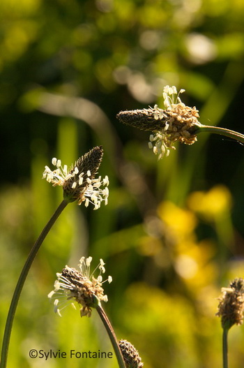 Plantain_lanceole_PLANTAGO_LANCEOLATA_JARDIN_DE_SYLVIE_FONTAINE Plantain_lanceole_PLANTAGO_LANCEOLATA_JARDIN_DE_SYLVIE_FONTAINE
