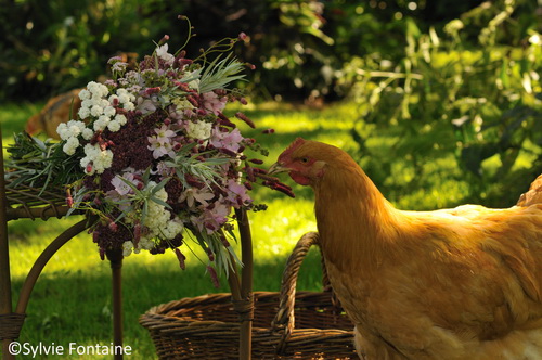 Extrait livre numerique _Sylvie Fontaine_FLEURS DU JARDIN