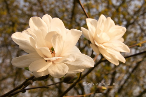 MAGNOLIA_MAGS_PIROUETTE_JARDIN_SYLVIE_FONTAINE_MAROILLES