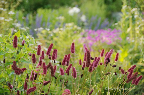 floraison-juin-vivaces-jardin-remaquable-sylvie-fontaine-nord-maroilles