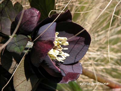 hellébore orientale noire