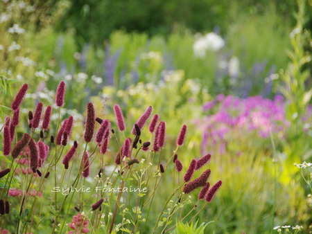 le nouveau jardin de fleurs