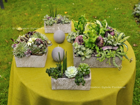 centres de tables et compositions de succulentes