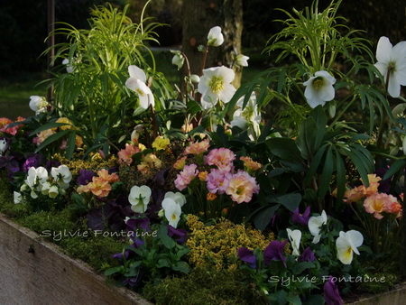 hellebore fetide gold en bonne compagnie hellebore fetide gold en bonne compagnie